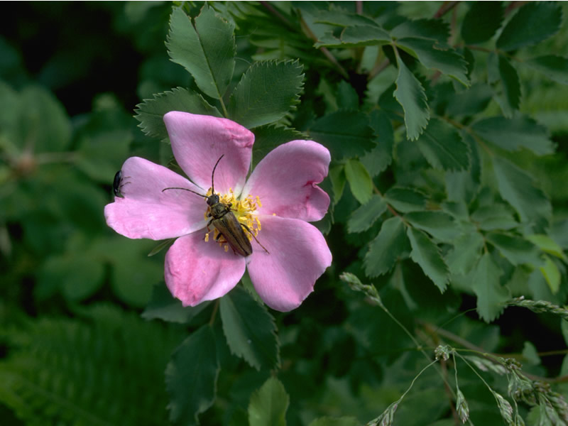 Wild Rose Attracting Pollinators Rocky Mountain National Park (U.S