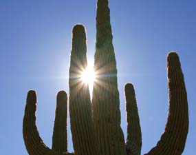 Towering Saguaro Towering Saguaro