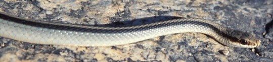 Light colored snake on a rock background.