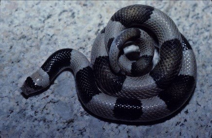 Snake with gray and black bands on a rock.
