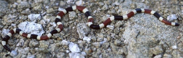 A snake with maroon, beige, and white bands on a rocky background.