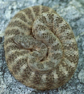 Snake coiled up on itself on a rock.