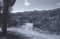 CCC loop drive at Rincon Mountain District
