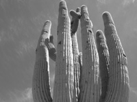 grand old saguaro cactus