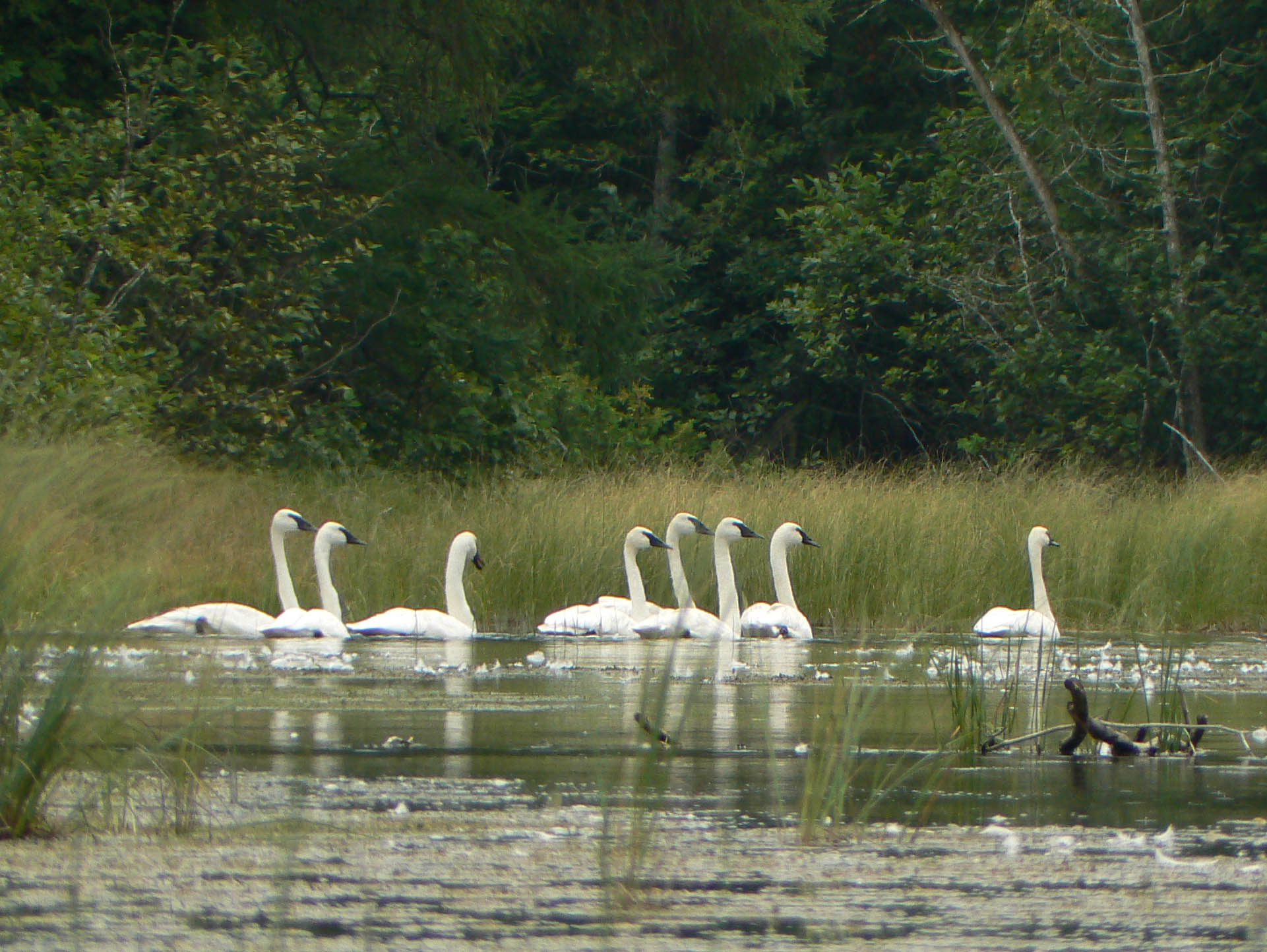 Trumpeter Swan Nest