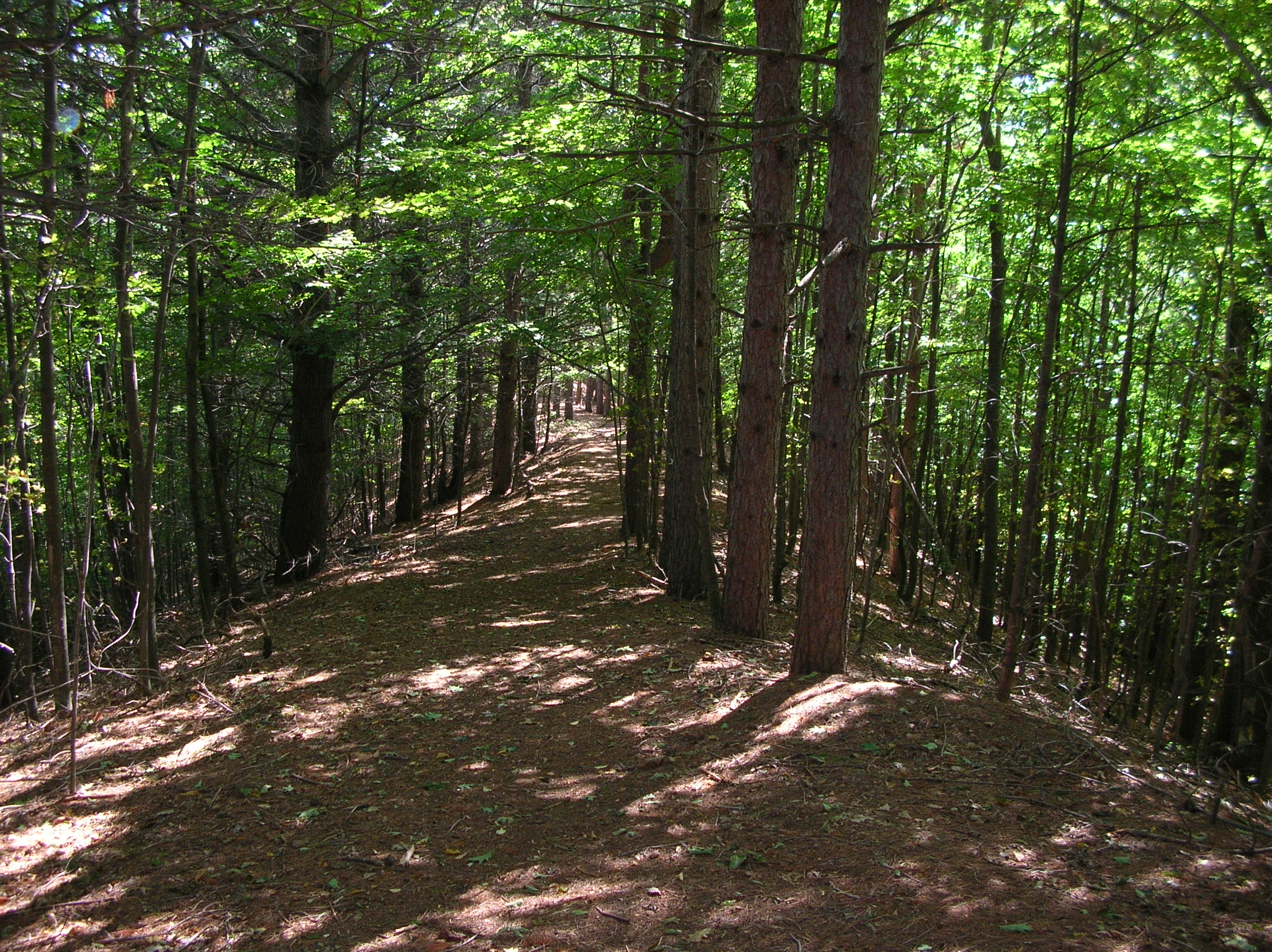 Trail In Woods