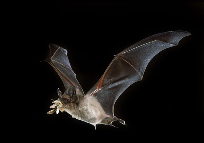 Bat with moth A flying bat holds a moth in its mouth