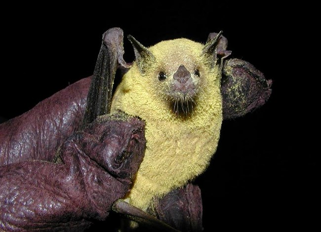 Bats are pollinators a bat covered in yellow pollen