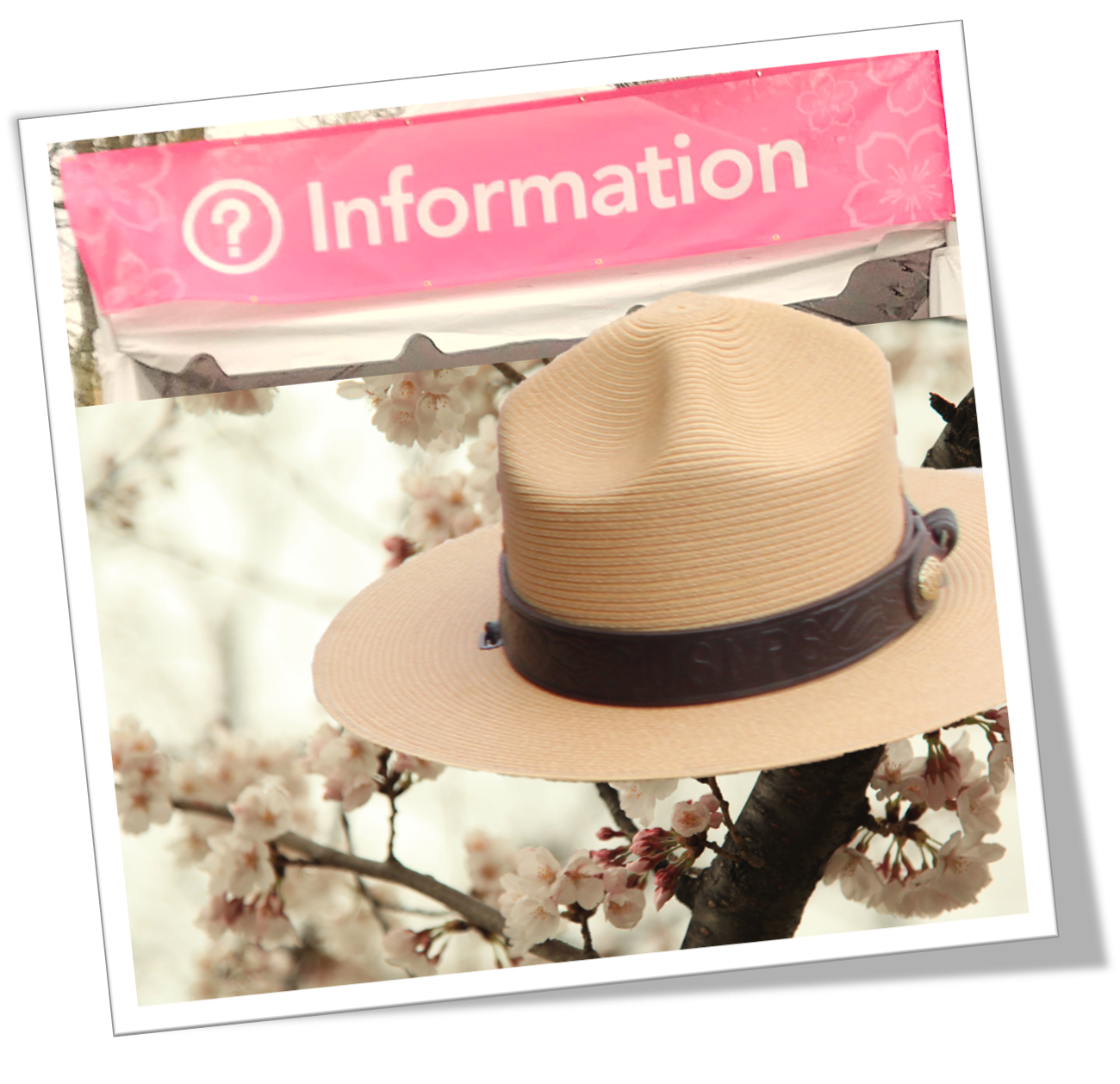 A flat hat on a background of cherry blossoms below a pink Information Tent banner
