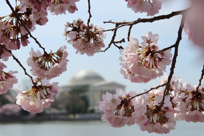 Pink cherry blossoms in the foreground are in focus. In the background in soft focus, the Jefferson Memorial