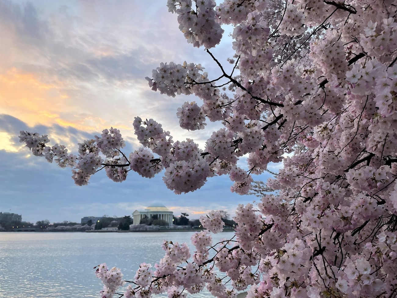 Cherry Blossom morning Shot