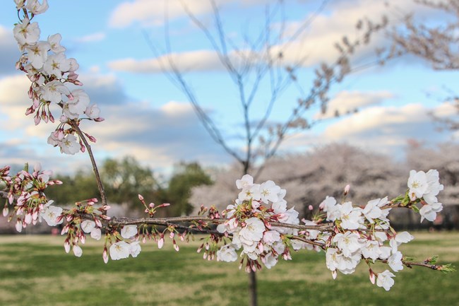 Close up of blooming cherry tree flowers on a branch