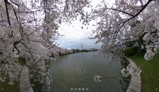 Cherry blossom flowers framing the Washington Monument across a tidal basin