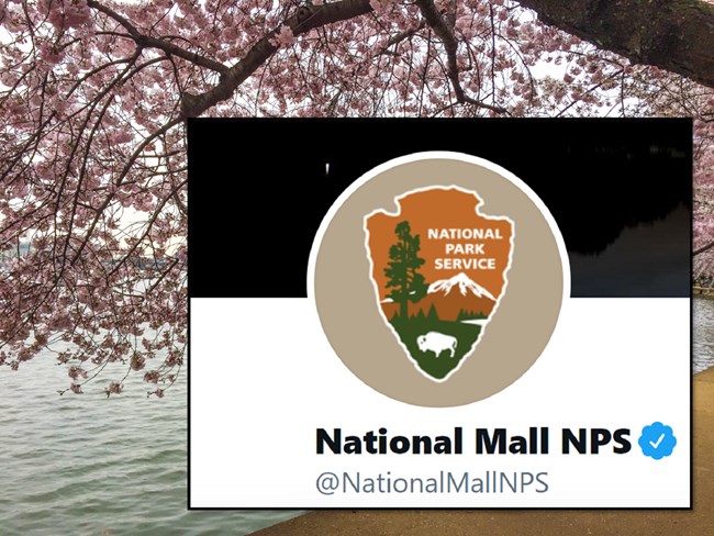 A background of cherry trees surrounding the NPS logo over the blue-check verified Twitter account name @NationalMallNPS