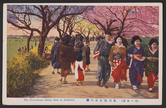 Postcard of cherry trees blooming along the Arakawa River