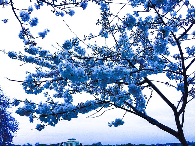Blue shaded cherry tree flowers blossoming against a dusky sunrise sky over the Tidal Basin