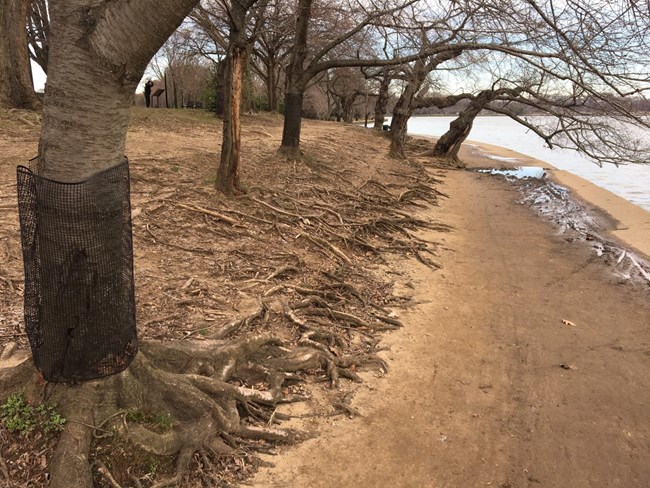 Tree roots in bare earth by the Tidal Basin path. Some of the trunks are wrapped in a protective mesh