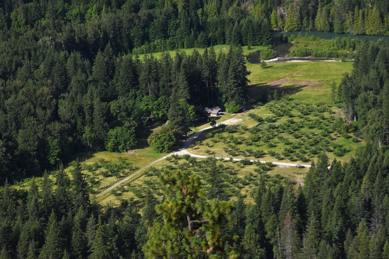 The clearing of an orchard among a conifer forest from a high viewpoint.