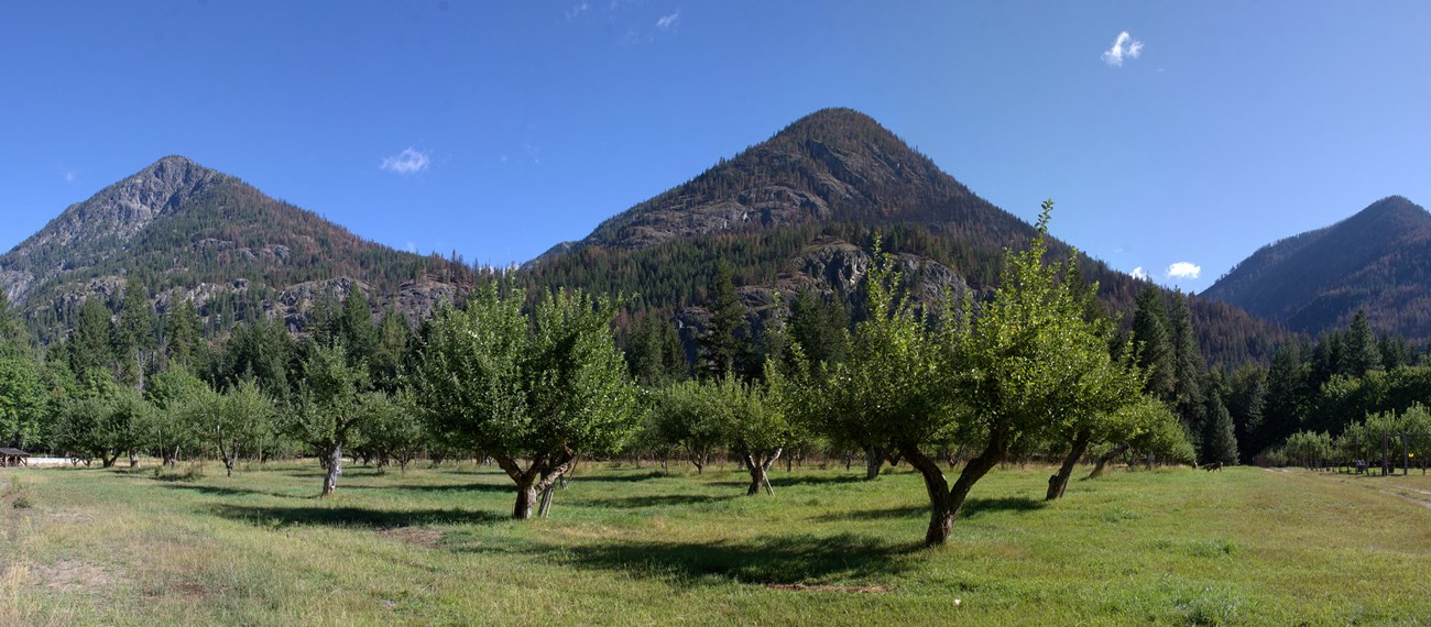 Leafy, mature apple trees with short trunks are spaced across a grassy area, with rocky mountains in the background.