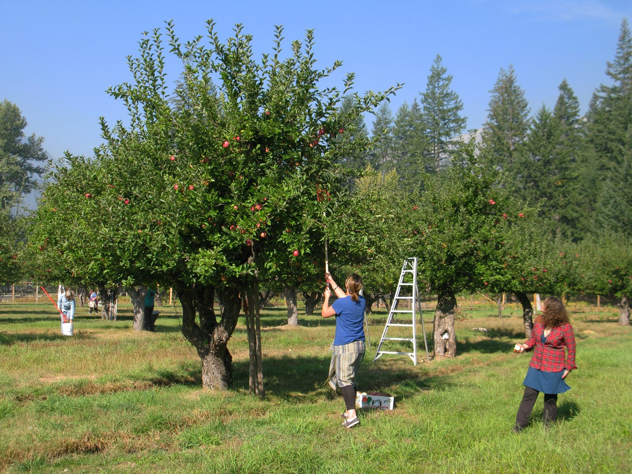 Two people use a picker to reach up into the dense, leafy branches of a tree to pick apples