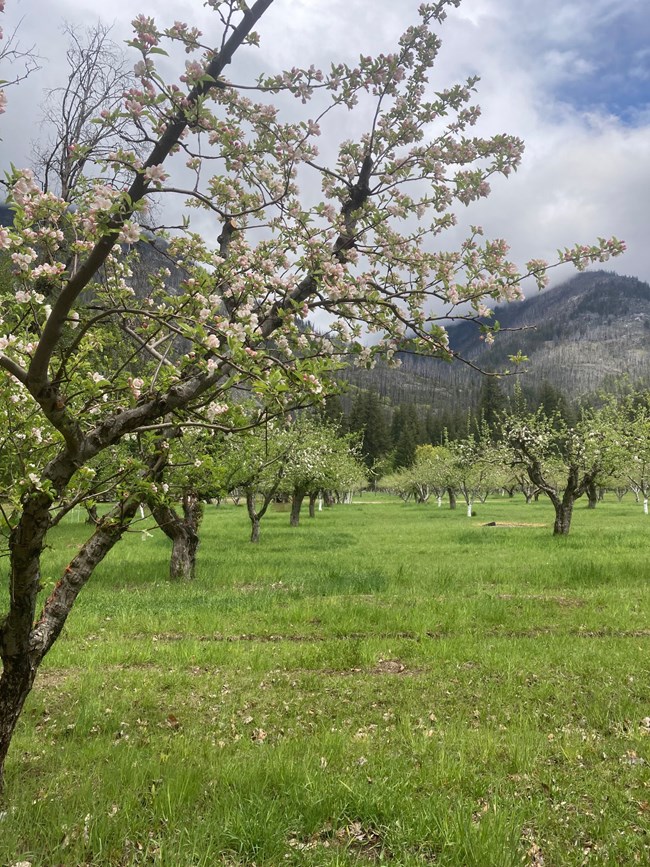 Apple blossoms cover the branches of rows of apple trees in a grassy area