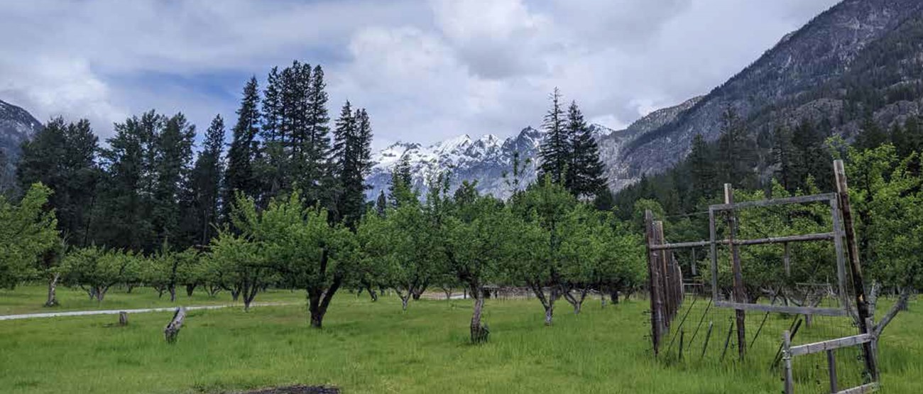 Leafy orchard trees grow in the foreground, framed by jagged snow-capped mountains. A tall wooden fence and gate stands on the right.