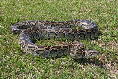 A large snake in the grass