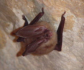 Bat Bat