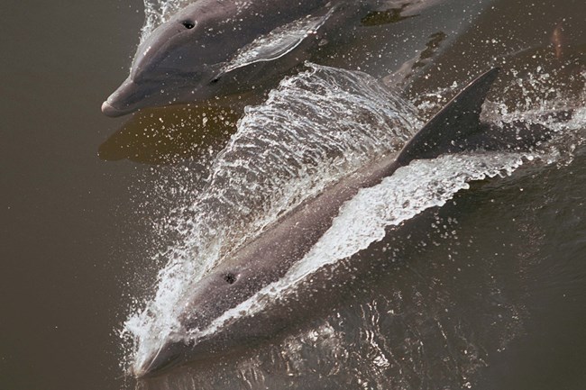 two dolphins seen from above just breaching the water