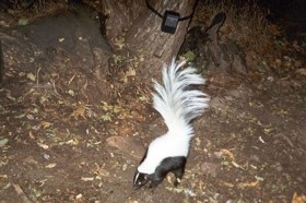 hooded skunk near a tree.