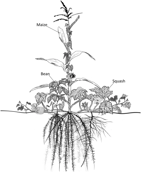 A black and white image showing companion planting with corn as the trellis for a vine from beans wrapping around the corn stalk, and the leaves from squash protecting the soil.