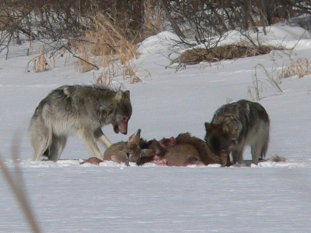 wolf eating deer