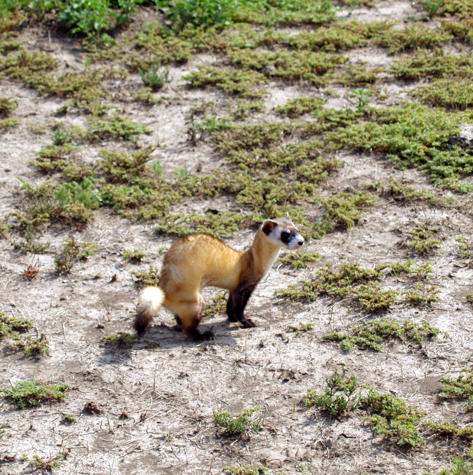 Red Footed Ferret