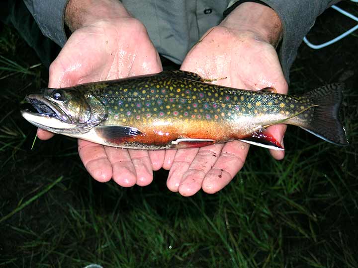 Brook Trout Pictures
