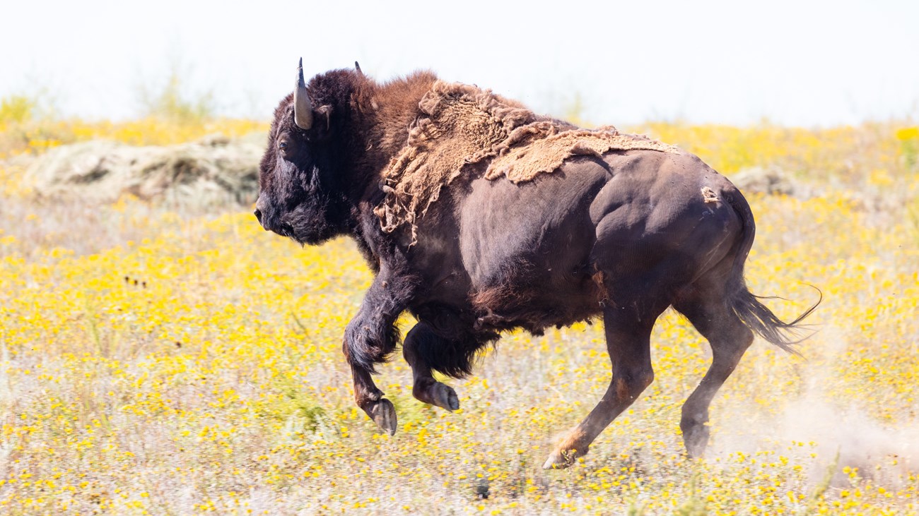 A bison running in a field