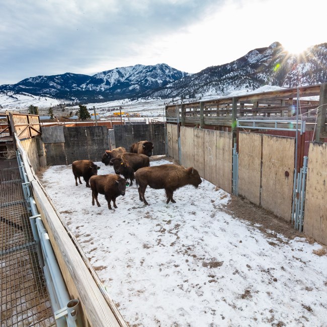 several bison in a holding pen as they are sorted for the Bison Conservation Transfer Program