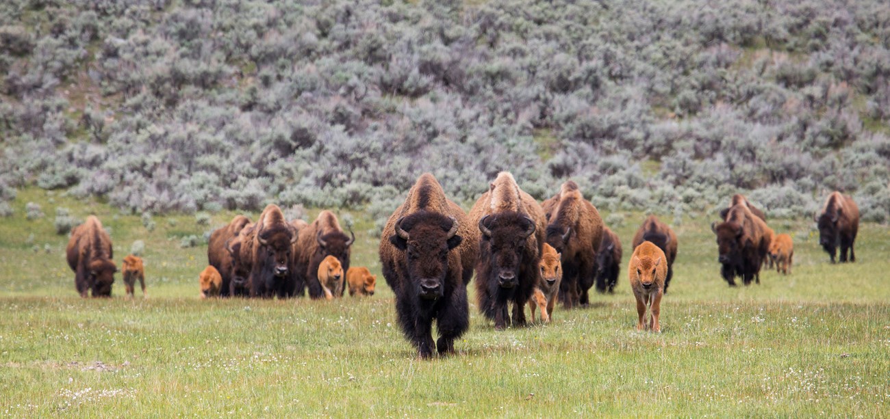 a herd of bison and bison calves walking through a grassy field