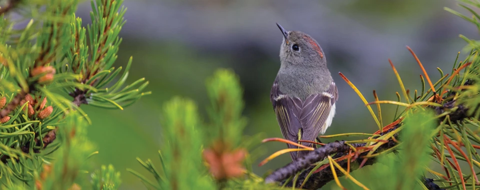 42107192325_445dff01d5_k A small grey bird with a stripe of red on the crown sits in the top of a conifer.
