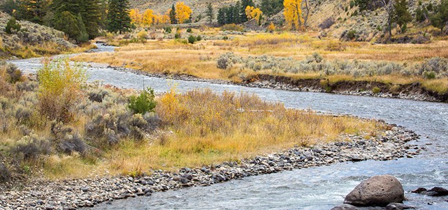 A river's banks are covered in sage brush, trees with yellow leaves, and tall conifer trees.