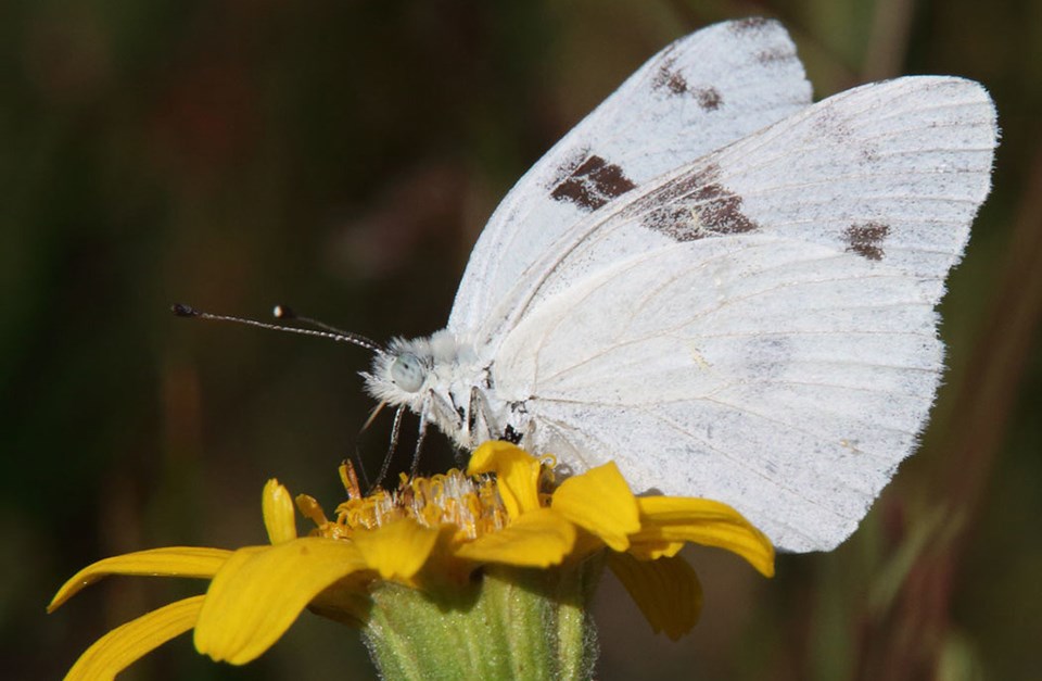 White Horse Auto >> Alpine Butterflies - Yosemite National Park (U.S. National Park Service) White Horse Auto >> Alpine Butterflies - Yosemite National Park (U.S. National Park Service)