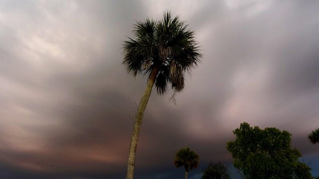 Massive dark storm cloud over a palm tree