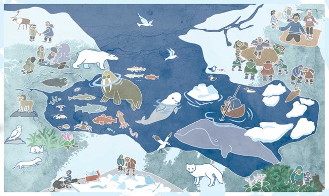 arctic ecosystems and people_web A drawing of the relationships between people and food in the Arctic.