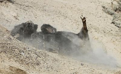 bison_wallow Bison on its back in the dirt, dirt flying up around it