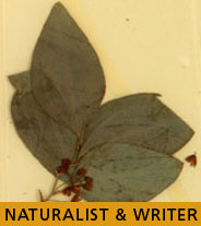 Plant Specimen