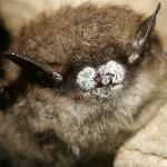 Brown Bat with a fluffy white substance on its nose
