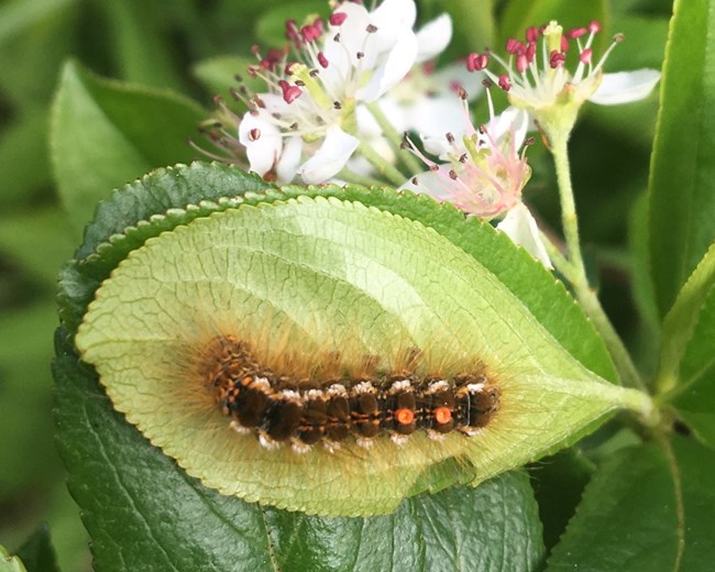 Browntail moth caterpillar crawling on the leaf of a flowering black chokeberry