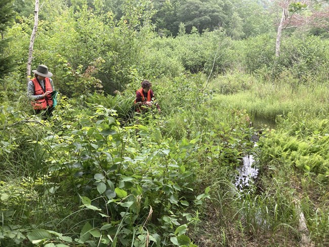 two technicians removing glossy buckthorn from wetland
