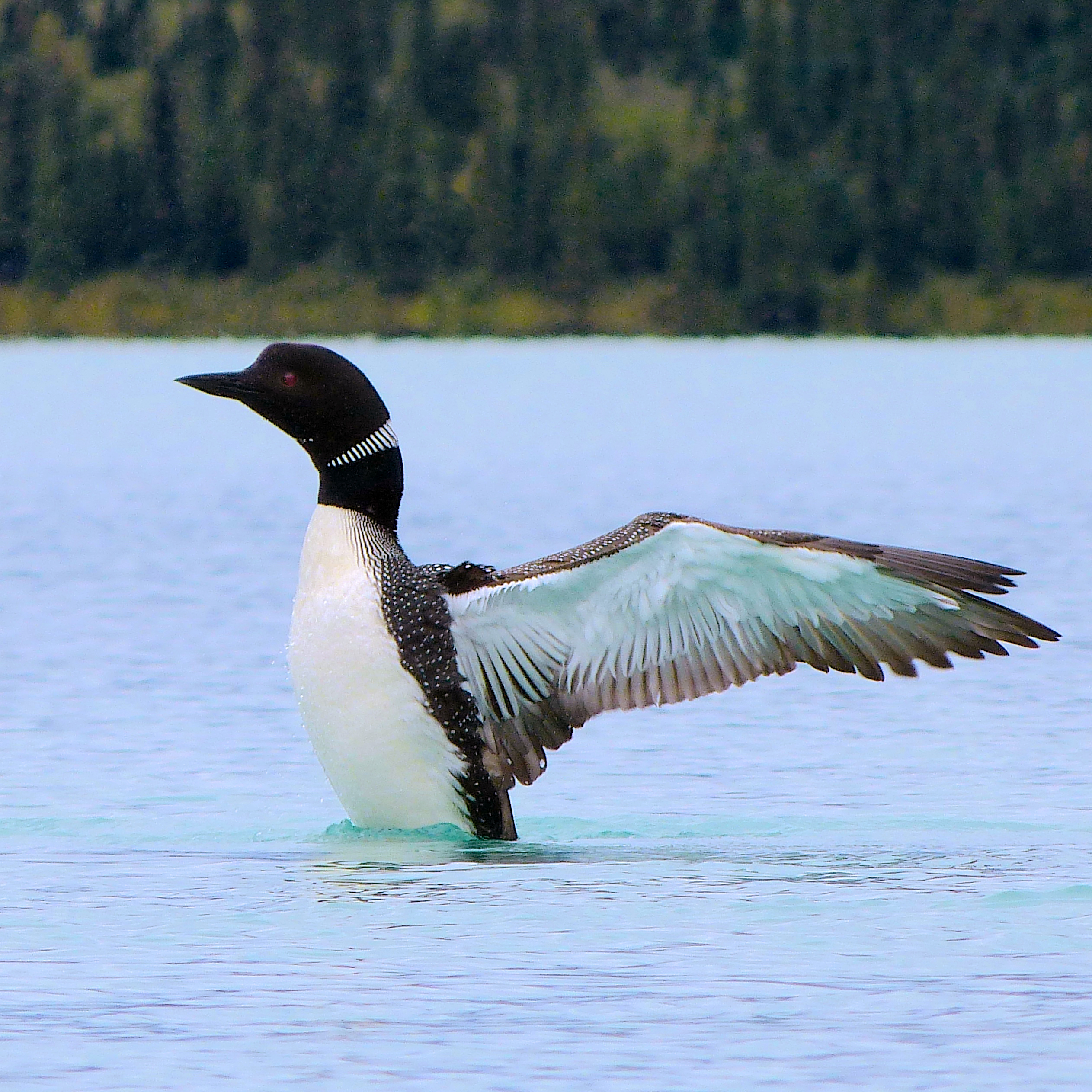 Loons Acadia National Park U.S. National Park Service