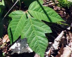 https://www.nps.gov/acad/learn/nature/images/poisonivy.jpg?maxwidth=650&autorotate=false