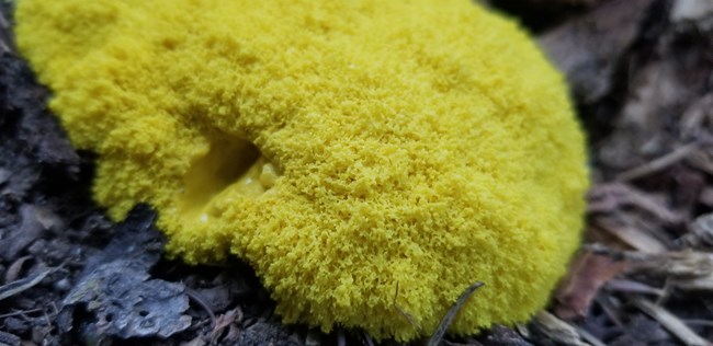 A mass of bright yellow slime mold on a leafy forest floor.